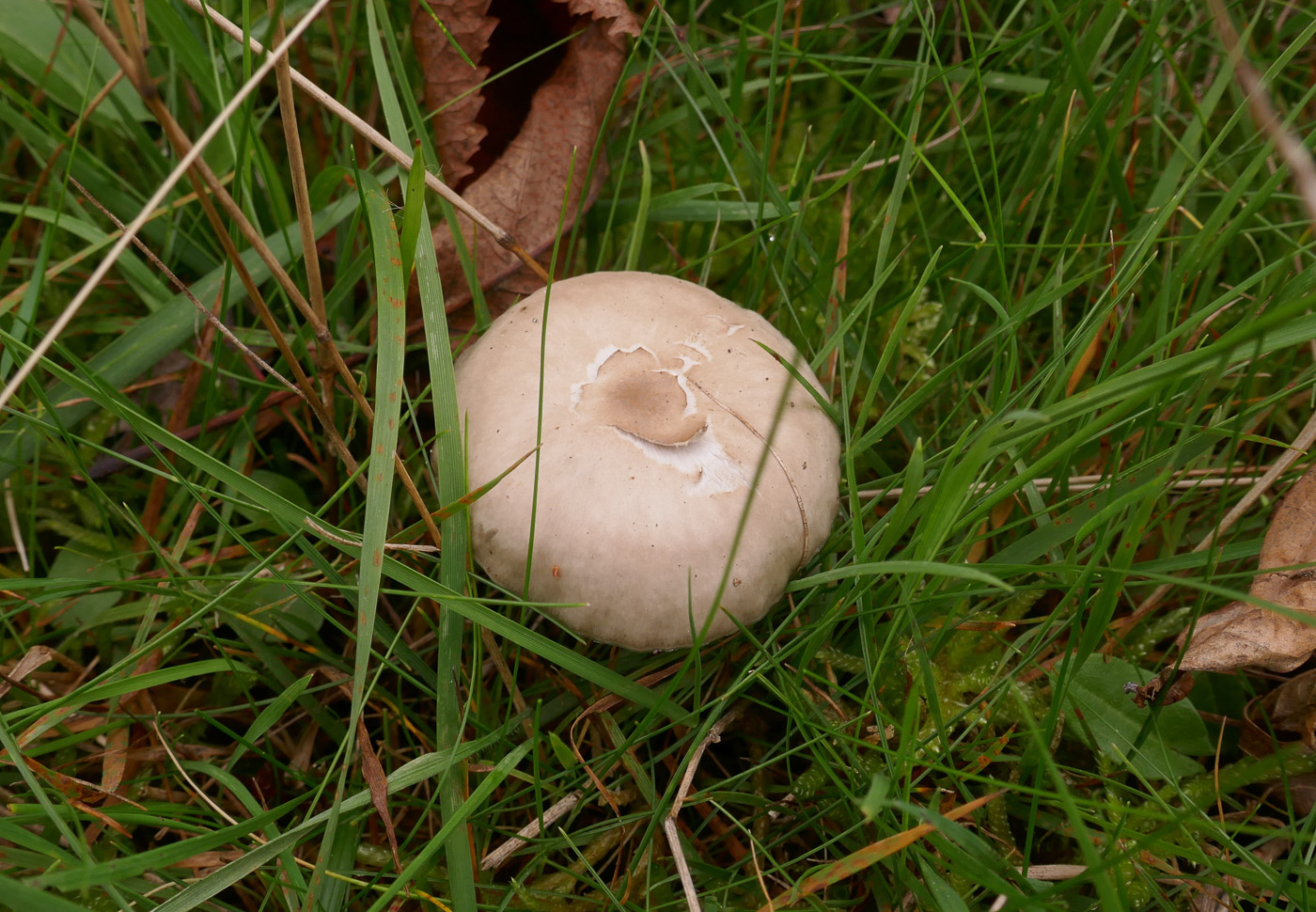 Photo © Jackie Ewan Gliophorus irrigatus by Jackie Ewan